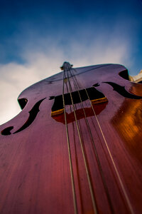 Bass Musician photo