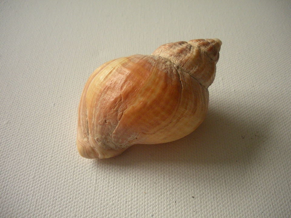 Macro whelk snail shell photo