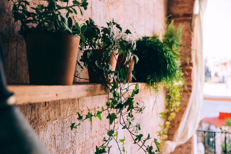 Potted Plants photo
