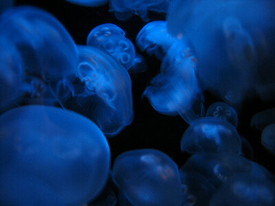 Jellyfish Blue photo