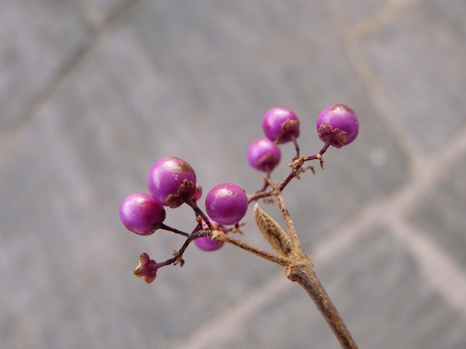 Purple violet callicarpa bodinieri