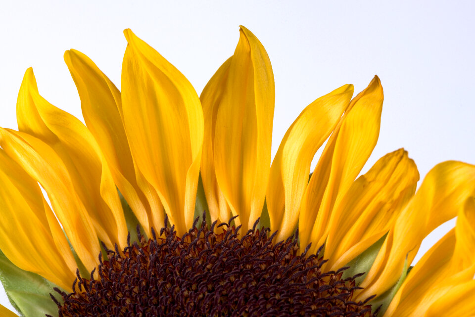 Sunflower Petals