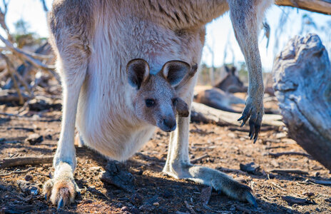 Australia Kangaroo