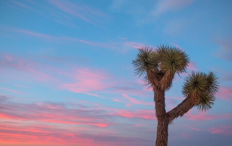 Joshua Tree
