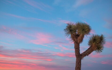 Joshua Tree photo