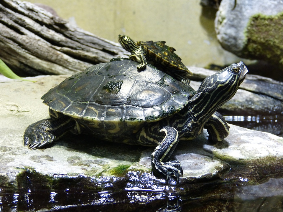 Animal water nature