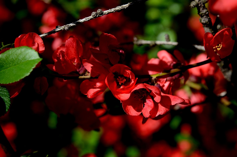 Wild flower nature flora