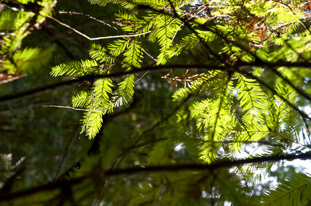 Pine Tree photo
