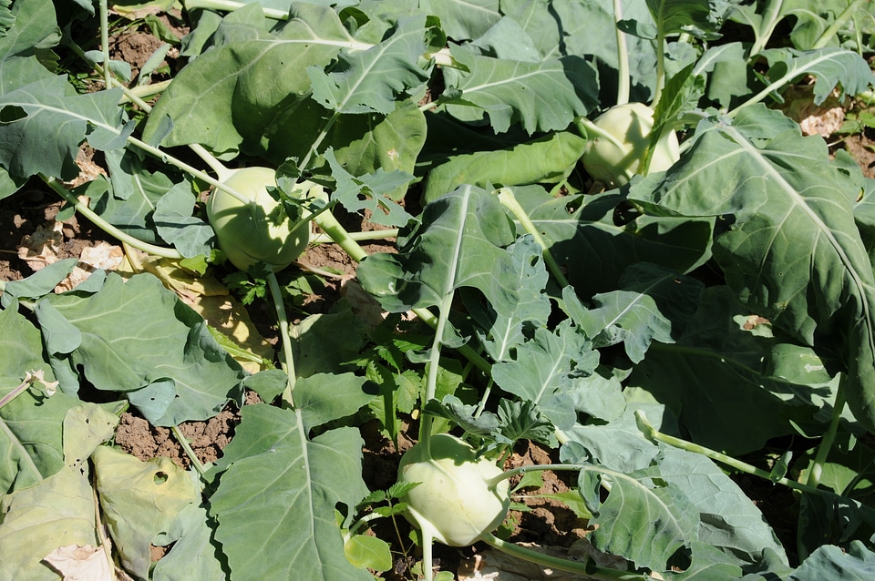 Green vegetables harvest