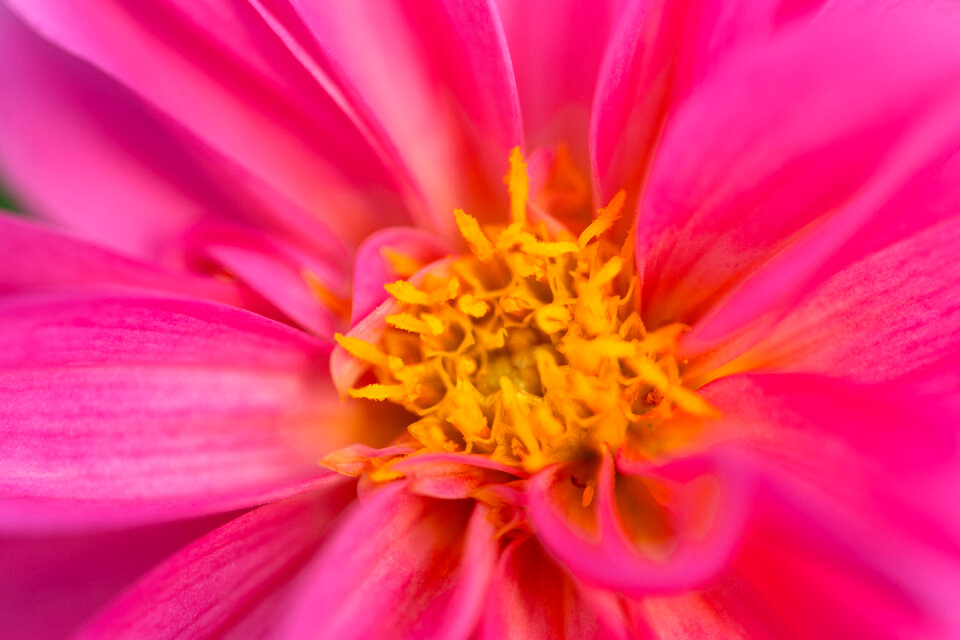 Flower Macro photo