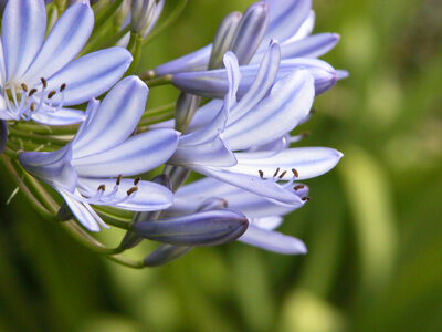 Purple Flowers photo