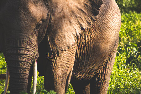 Elephant Animal