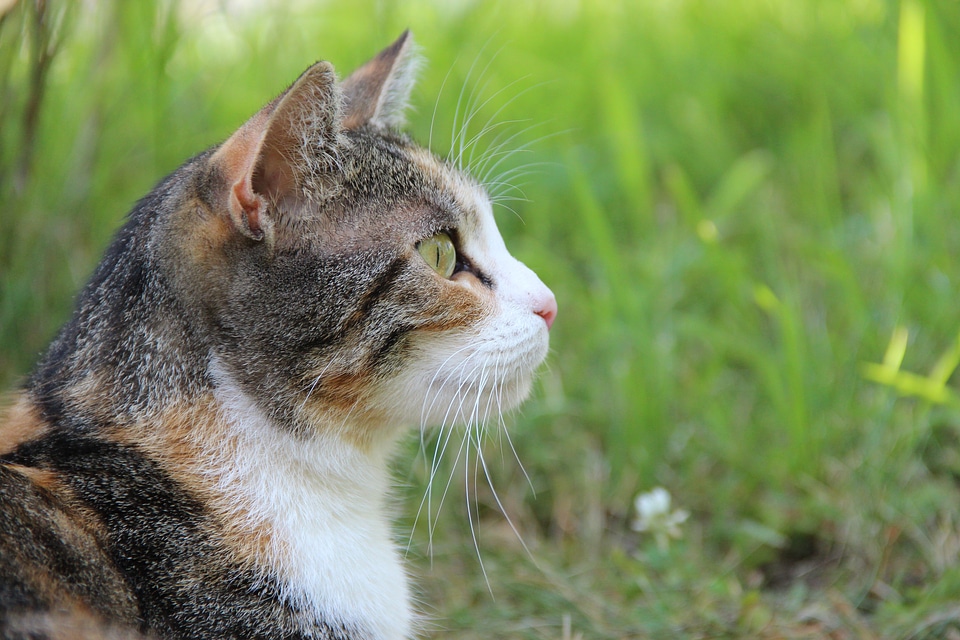 Animal domestic cat animal world