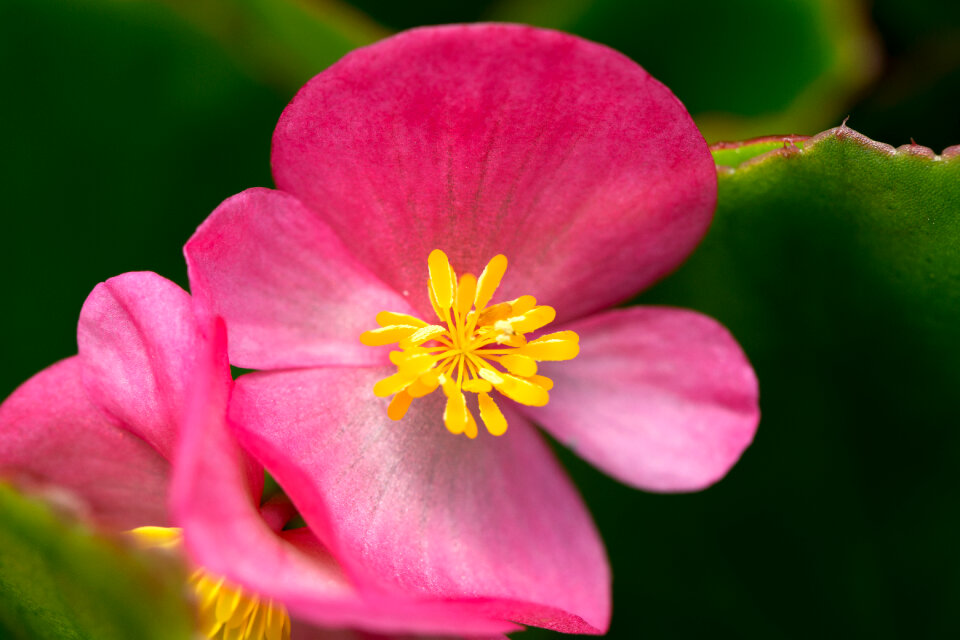 Fresh Flowers photo