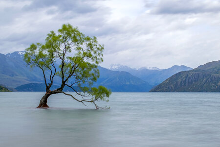 Tree Wanaka photo