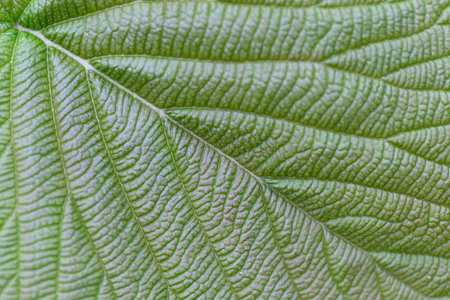 Leaves Nature