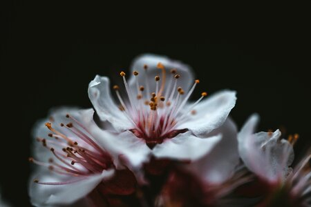 Dark Flower photo