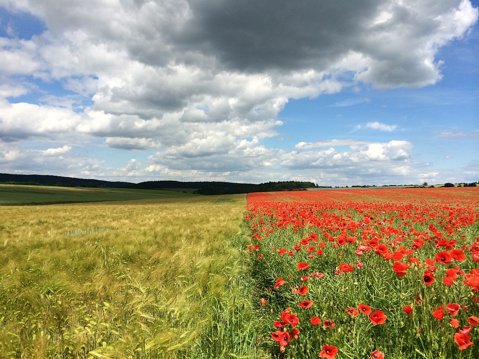 Barley bloom spring