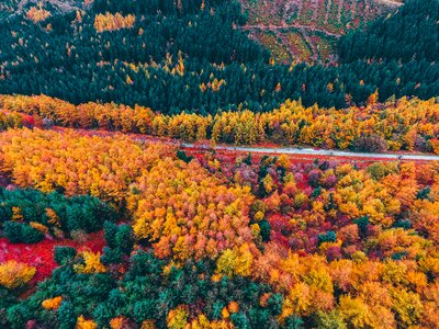 Foliage Aerial photo