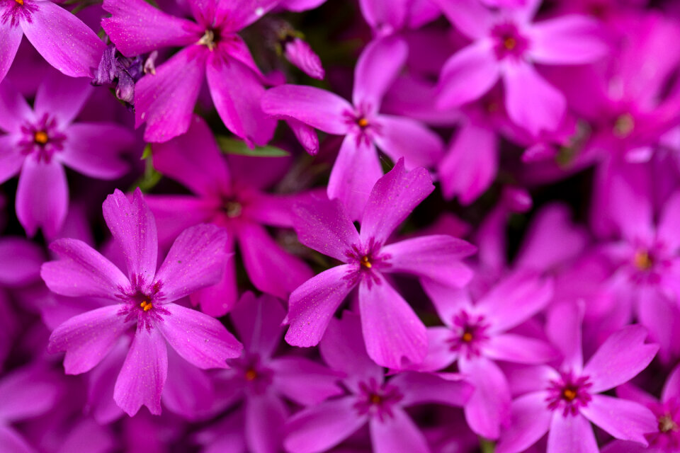 Purple Flowers photo