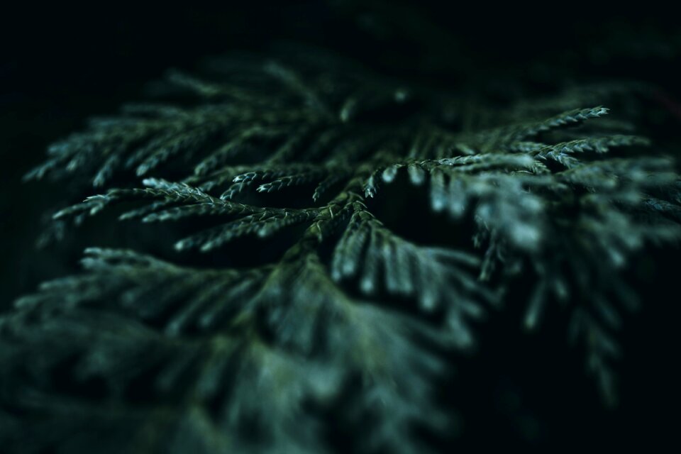 Fern Leaf photo