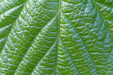 Plant Leaf photo