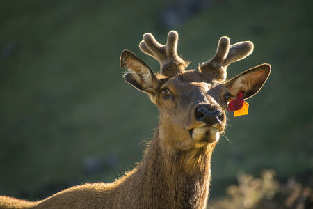 Animal Reindeer photo