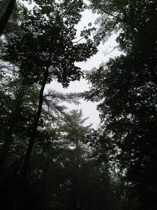 Moody Forest photo
