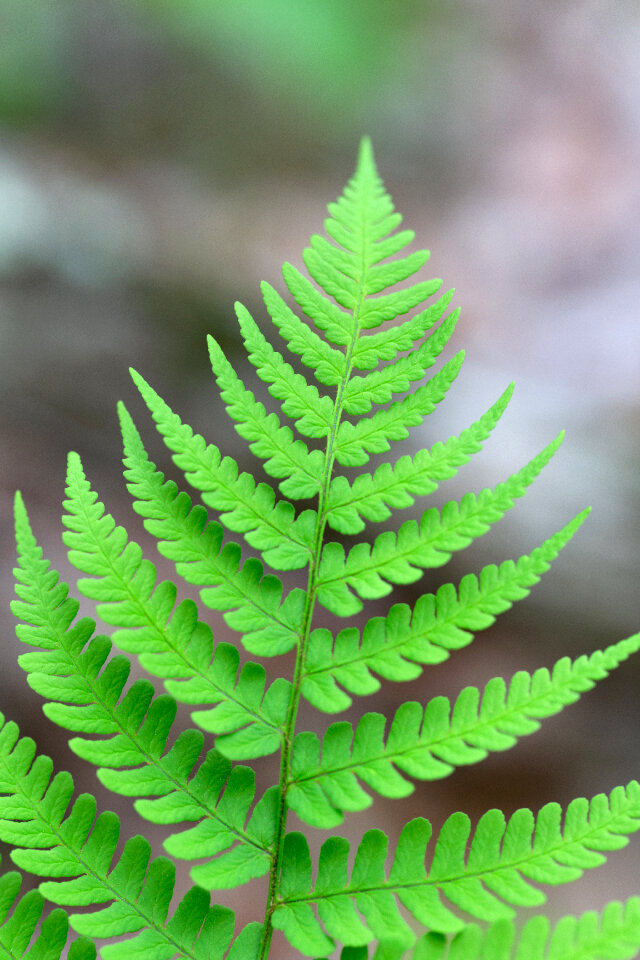 Fern Green