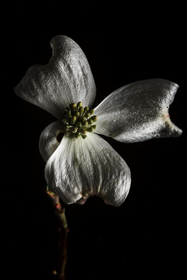 Flower Black