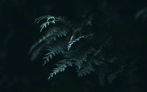 Fern Leaf photo