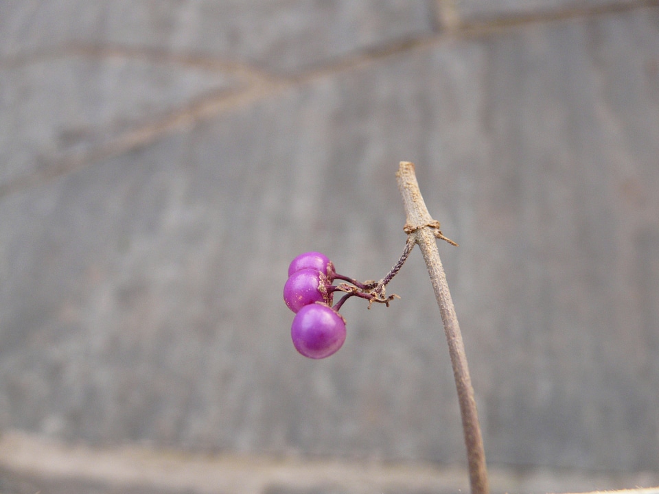 Purple violet callicarpa bodinieri