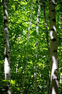 Birch Trees photo