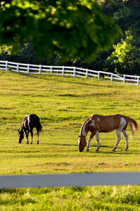 Horses Pasture
