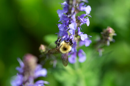 Bee Flower photo