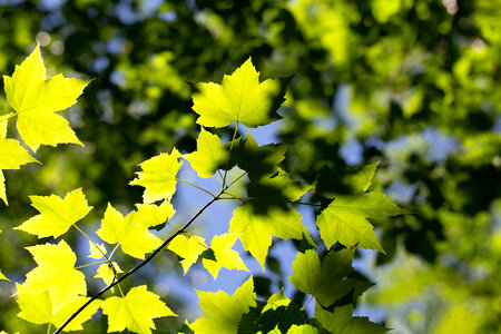 Leaf Pattern photo