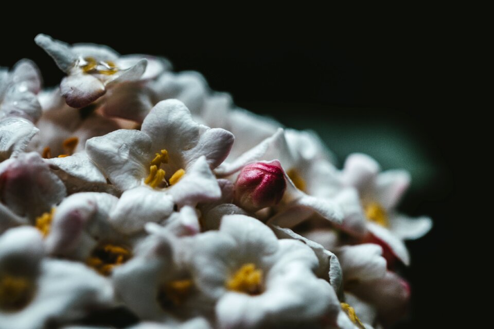 Dark Flower photo