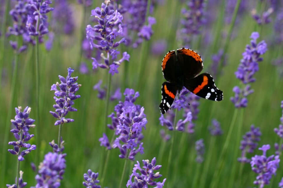 Lavender Butterfly photo