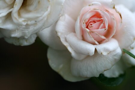 Pink Roses photo