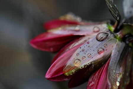 Flower Rain photo