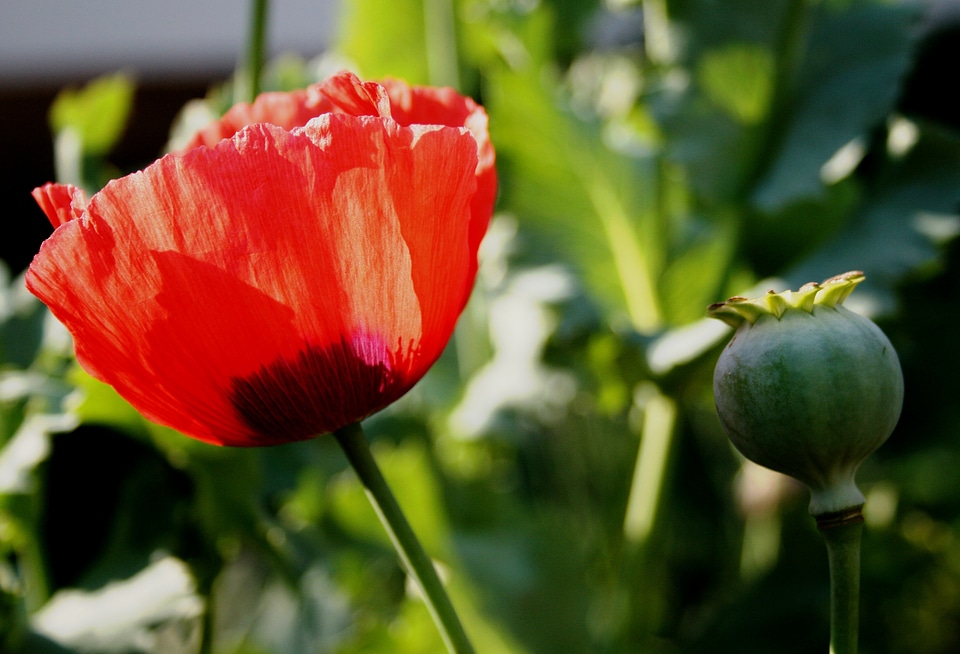 Red delicate seedpod