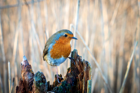 Bird Perched photo