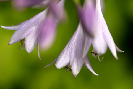 Purple Flowers