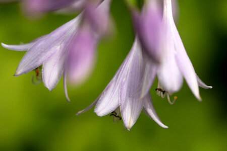 Purple Flowers photo