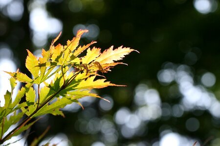 Maple Leaf photo