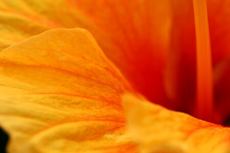 Flower Macro photo