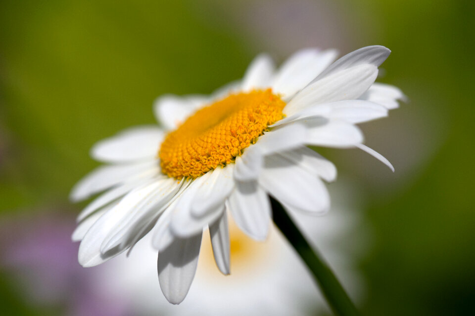 White Daisy photo