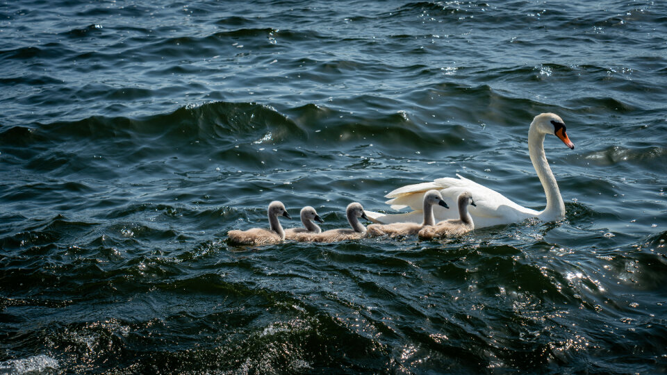 Swans Swimming photo