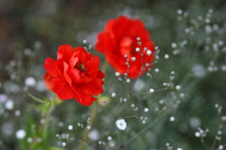 Close Up Macro