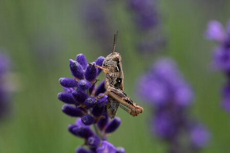 Grasshopper Close Up photo